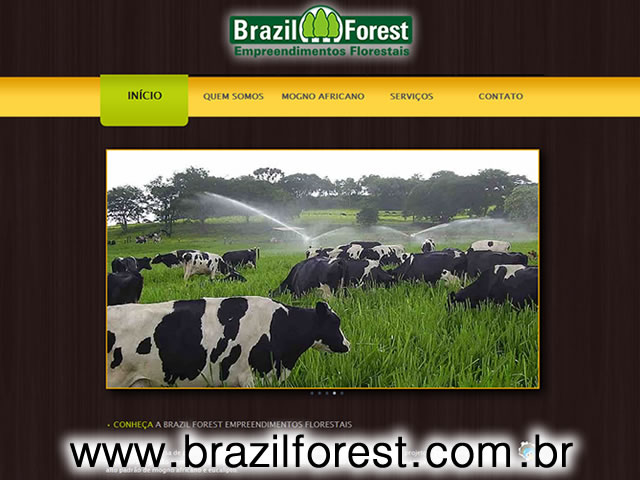 Brazil Forest
